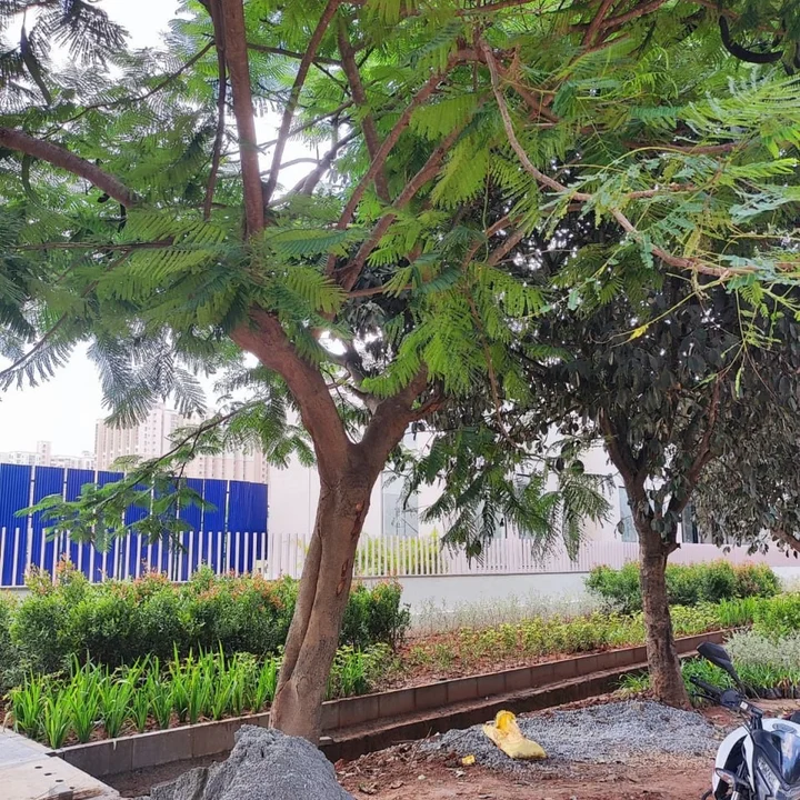 Landscaped approach outside the Sattva KIADB site boundary, Bagalur